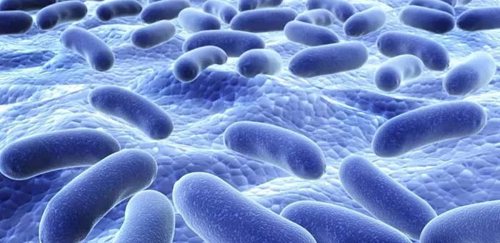 probiotics and gut bacteria