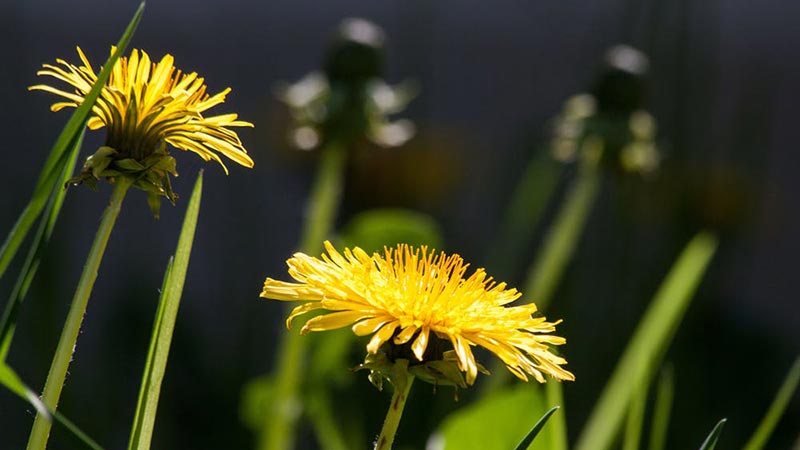 Dandelion flower