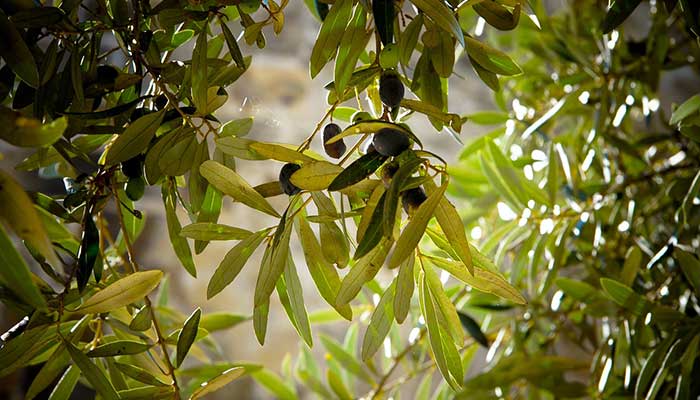 Olive Leaf extract benefits