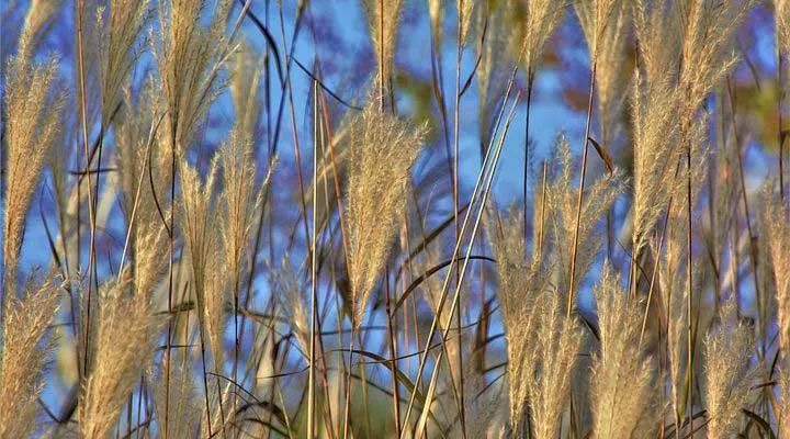 Barley grass gluten free