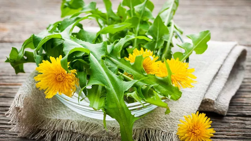 Dandelion health benefits