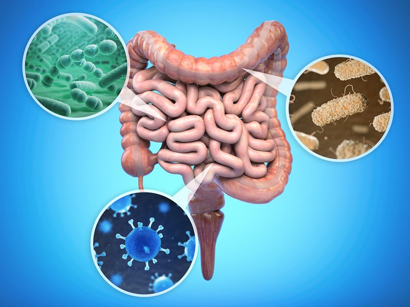 Types of gut bacteria