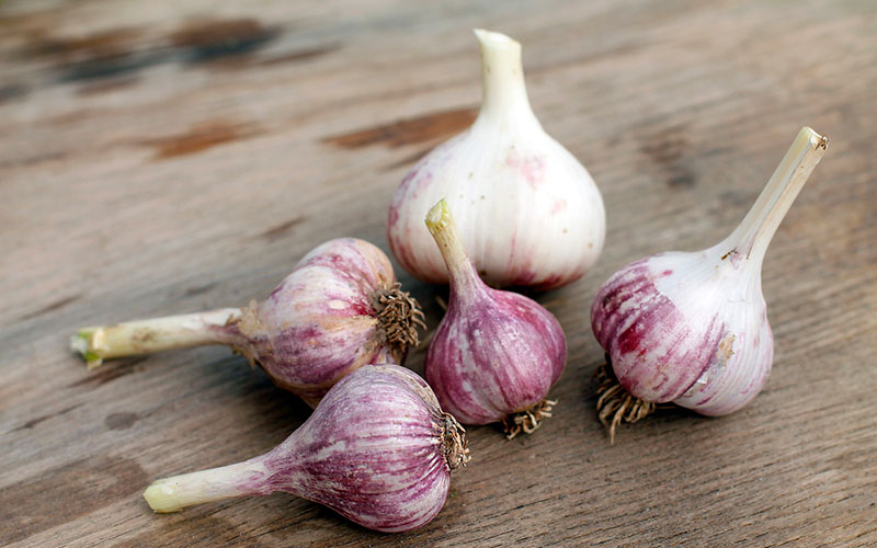 Garlic Extract And Its Amazing Health Benefits
